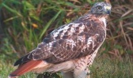 歌隼最新爆料,揭秘娱乐圈最新动态