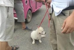 狗狗最新爆料视频大全,萌宠瞬间，笑料百出！