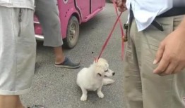 狗狗最新爆料视频大全,萌宠瞬间，笑料百出！