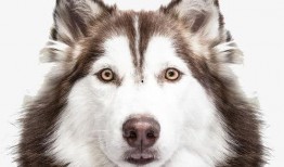 狼狗最新爆料网站大全,揭秘网络热点，追踪实时动态