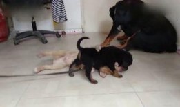 狗狗最新爆料视频大全,萌宠瞬间，笑料百出！