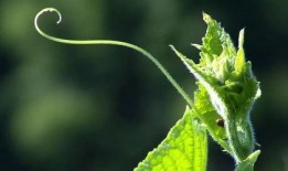 假化肥农药爆料最新消息