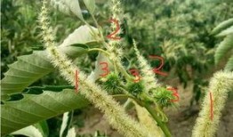 古柯最新爆料,揭秘娱乐圈不为人知的秘密