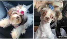 狗狗最新爆料视频大全,萌宠瞬间，笑料百出！