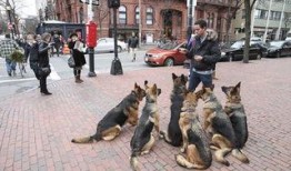 狼狗最新爆料网站大全,揭秘网络热点，追踪实时动态